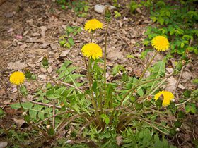 Frühling 354x235-9.jpg